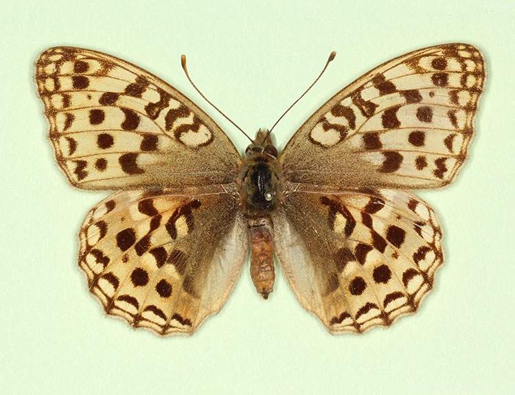 Argynnis adippe female (aberrant form nov) (Internet Image property of respective owner, non-commercial use only)